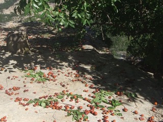 DSCF8756.JPG
