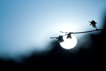 IMG_7980.jpg