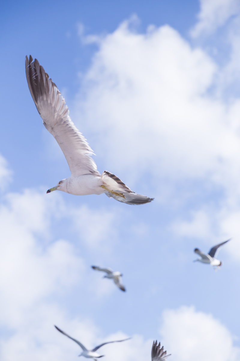 大连往事之海鸥翱翔