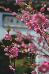 DSC_1180.JPG