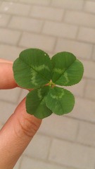 IMAG0136.jpg
