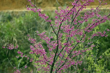 DSC_0049.jpg
