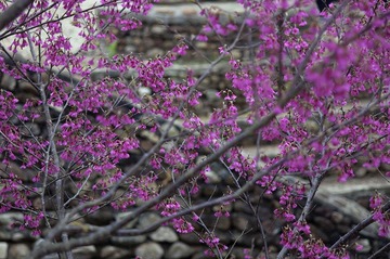 DSC_0080.jpg