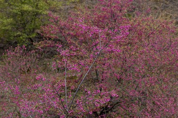 DSC_0091.jpg