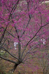 DSC_0097.jpg