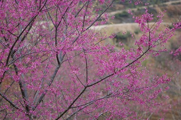 DSC_0099.jpg