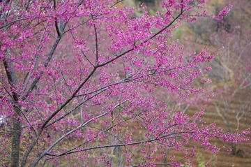 DSC_0100.jpg