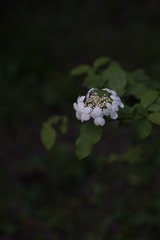 2154262
