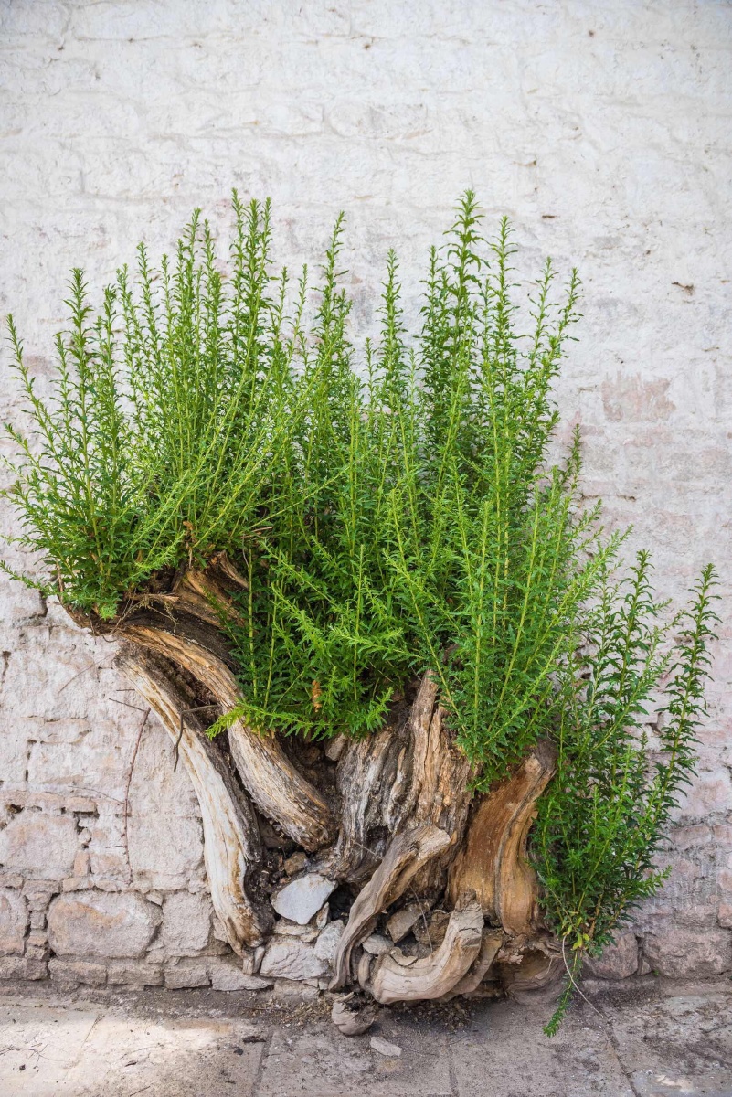 枯木逢春 - jiabac - 图虫