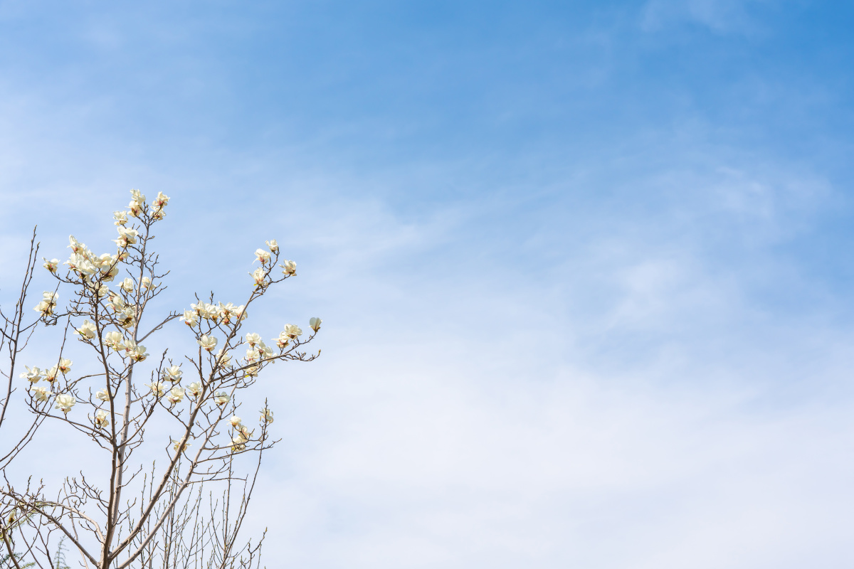 冬去春来 花落花开