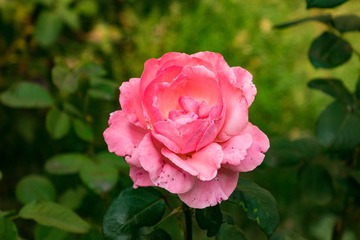 DSC00666-2