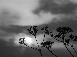 _IGP5248