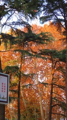 825093BD-74AB-414A-80FD-7D309620D1CD/L0/001