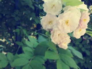20110514693_conew1.jpg