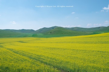 油菜花
