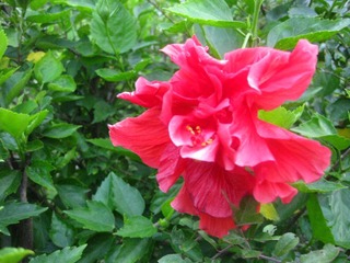 IMG_4397.JPG