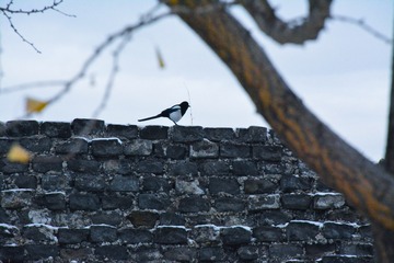 DSC_1960-1