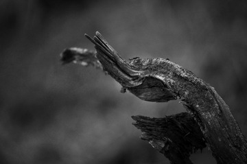 _DSC6263 2.jpg