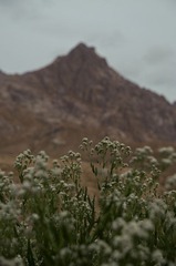 _DSC8012.jpg