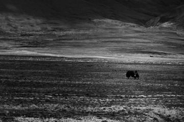 _DSC8954.jpg