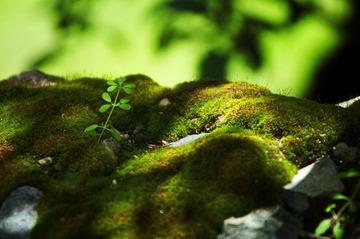 _DSC0034.jpg