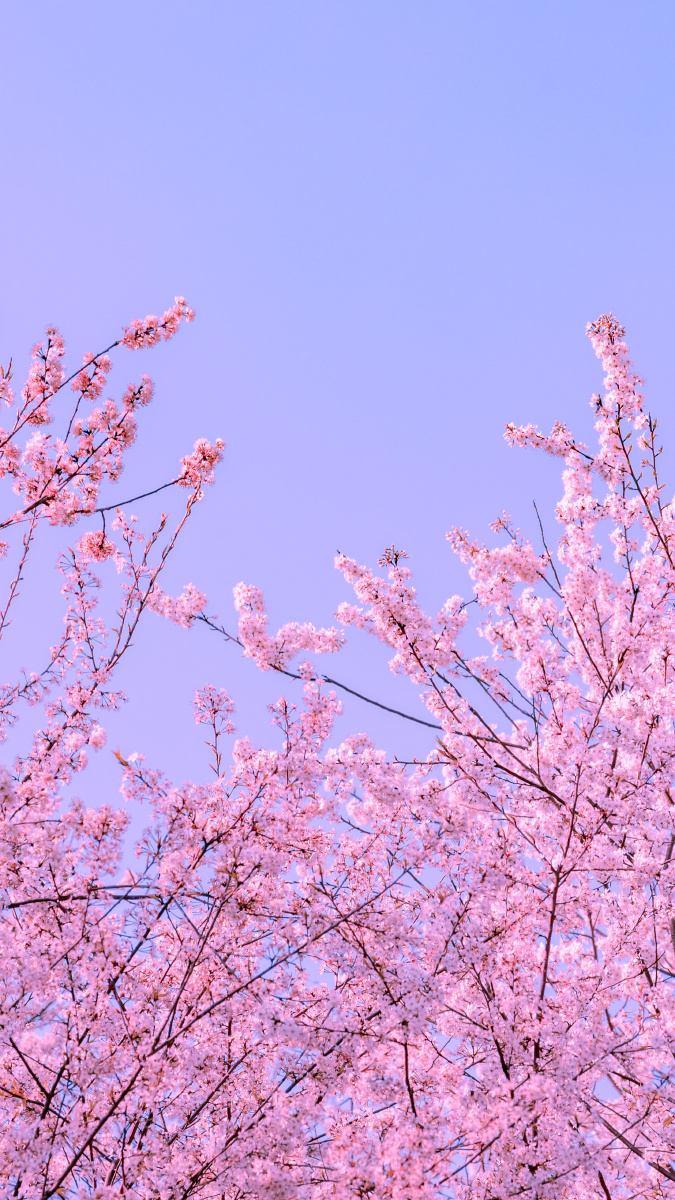 分享一组樱花壁纸希望大家喜欢