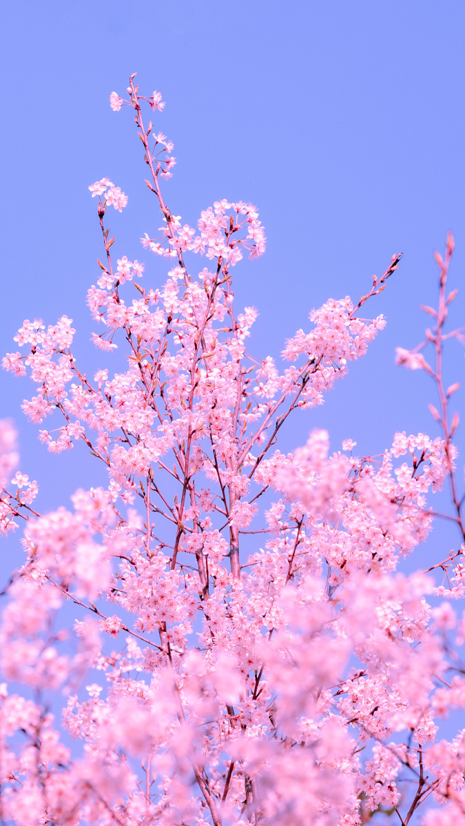 分享一组樱花壁纸希望大家喜欢