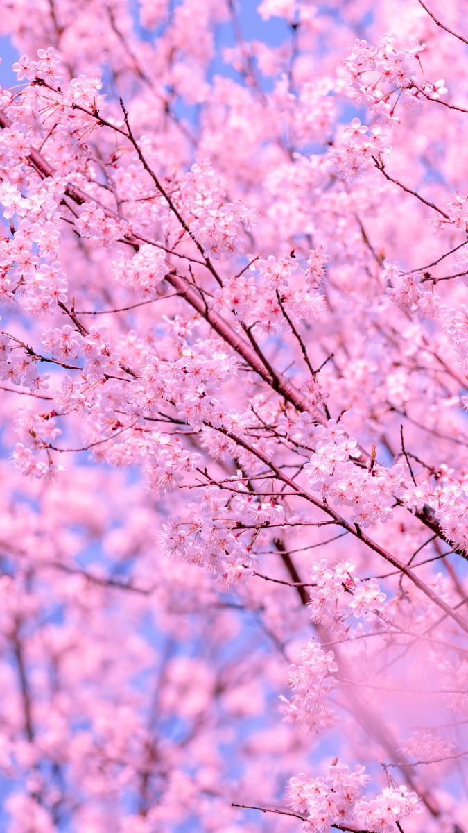分享一组樱花壁纸希望大家喜欢