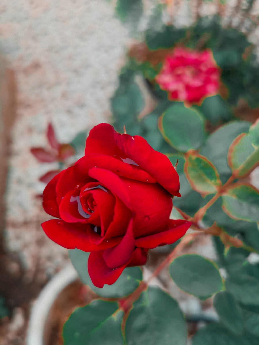 红花配绿叶 - 创作者156109405942224 - 图虫