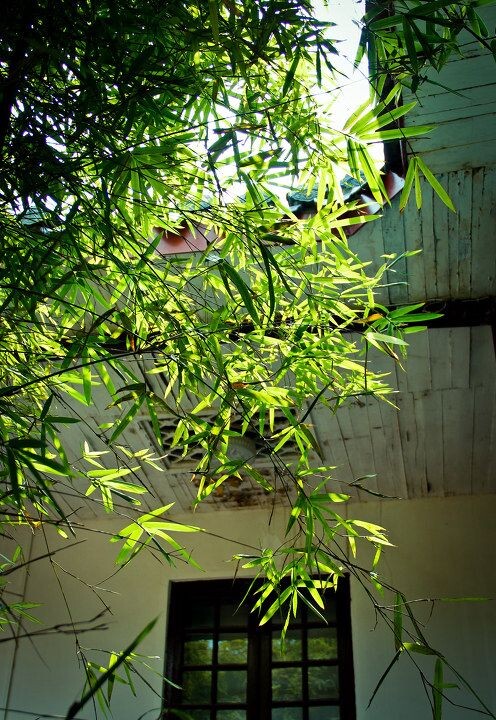 竹叶-------摄于文庙与书院主体结合处<br />
