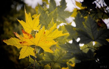 20111113-DSC_8831_副本.jpg
