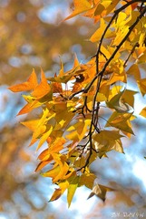 20111120-DSC_8994_副本.jpg
