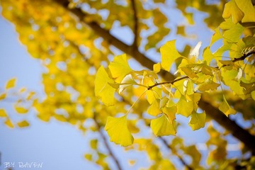 20111127-DSC_9513_副本.jpg