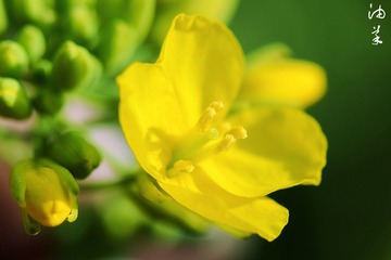 DSC_3441-编辑_副本_副本.jpg