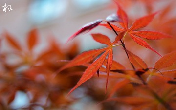 DSC_4324_副本.jpg