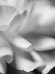 DSC_4980_副本.jpg