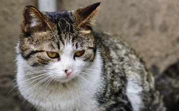 DSC_4360_副本.jpg