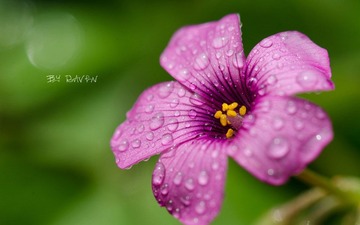 DSC_4365_副本_副本.jpg