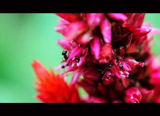 DSC_7995_副本.jpg