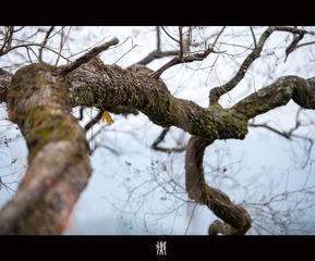 DSC_2939_副本.jpg