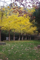IMGP5290.JPG