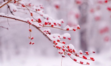 IMGP0676_