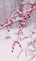 IMGP0690__1