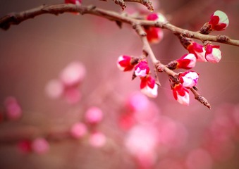 IMGP7529_