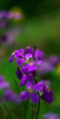 IMGP8721_0