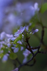 IMGP5445_