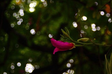 紫荆2.JPG