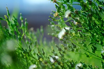 _MG_3105.JPG