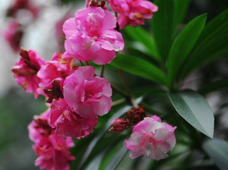 --DSC_3657.jpg