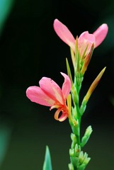 --DSC_3665.jpg